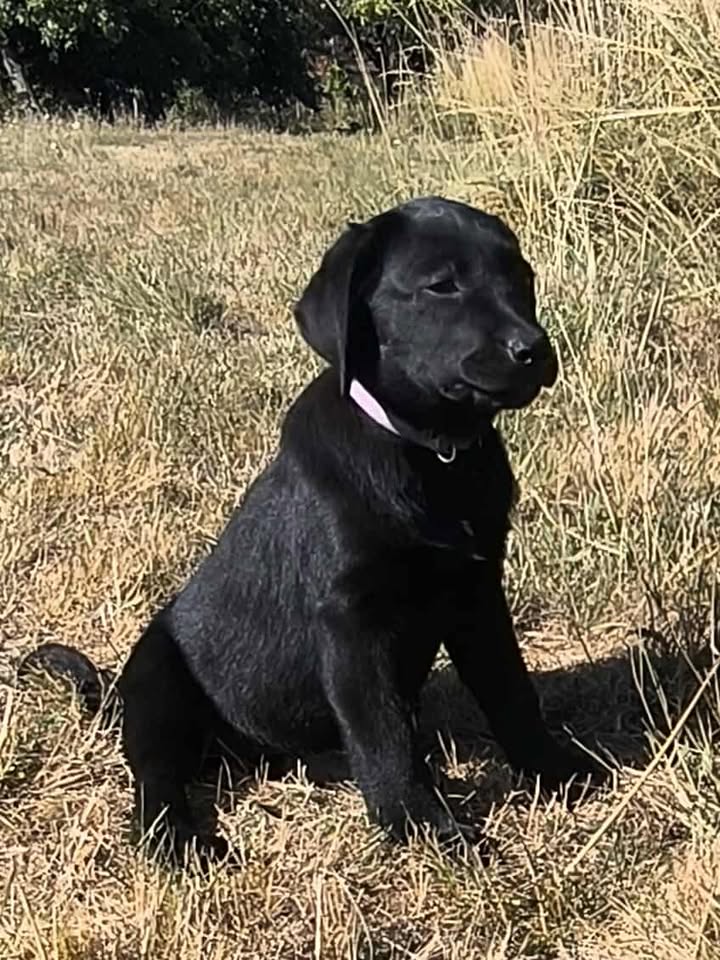 Chiot Labrador noir assis