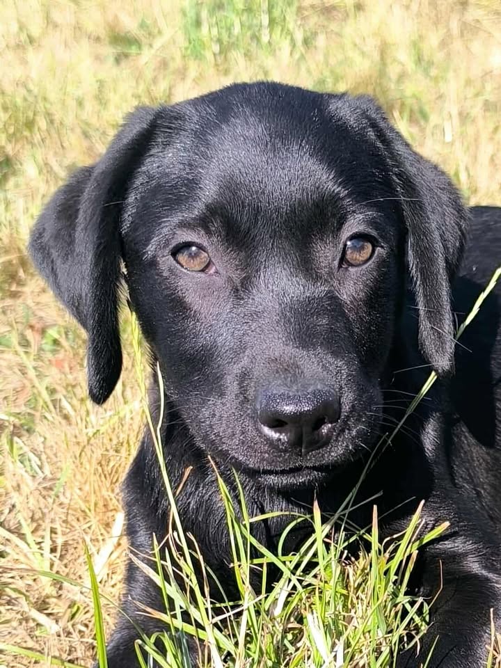 Portrait d’un chiot Labrador noir