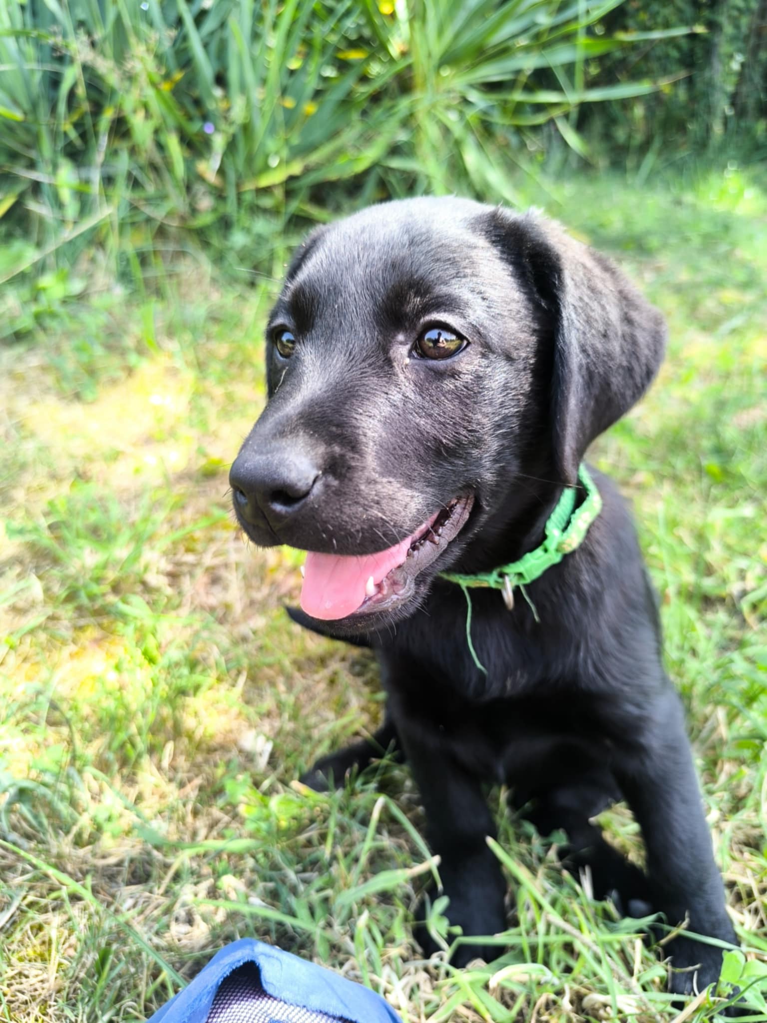 Chiot Labrador noir dans l’herbe