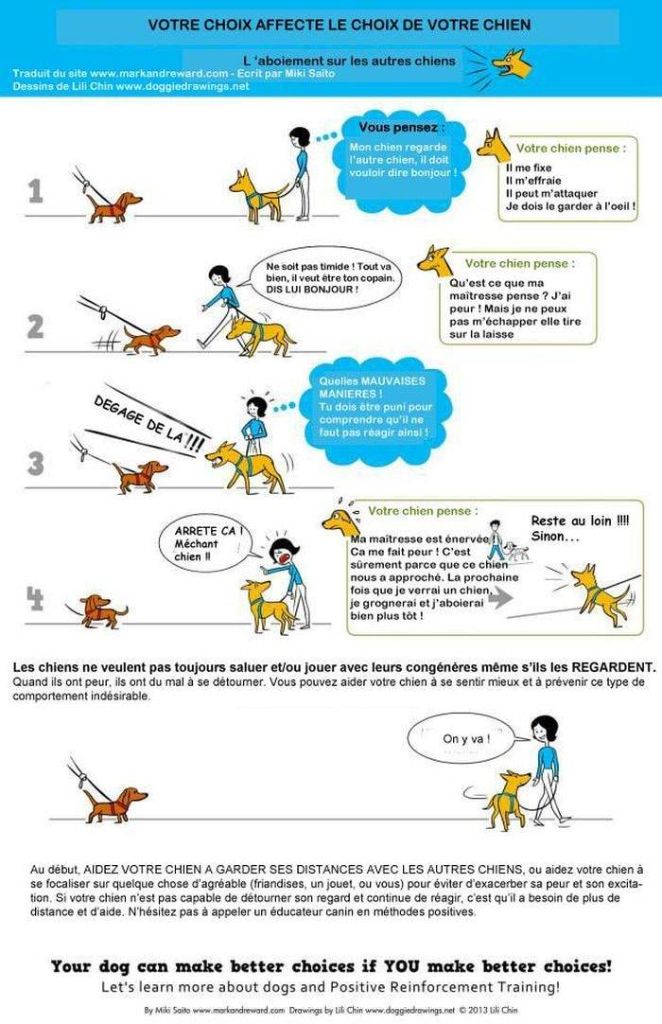 Fiche sur la distance lors d’une rencontre entre chiens